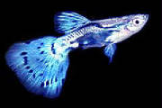 guppy_male_blue.jpg