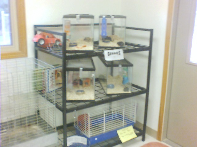 gerbilcages.jpg