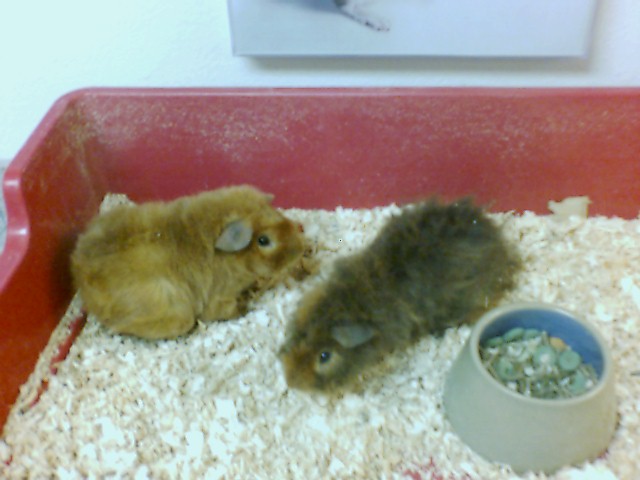 guineapigs2.jpg