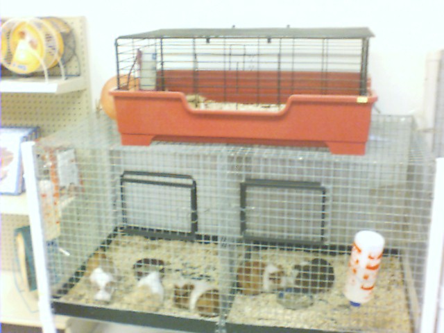 guineapigscages.jpg